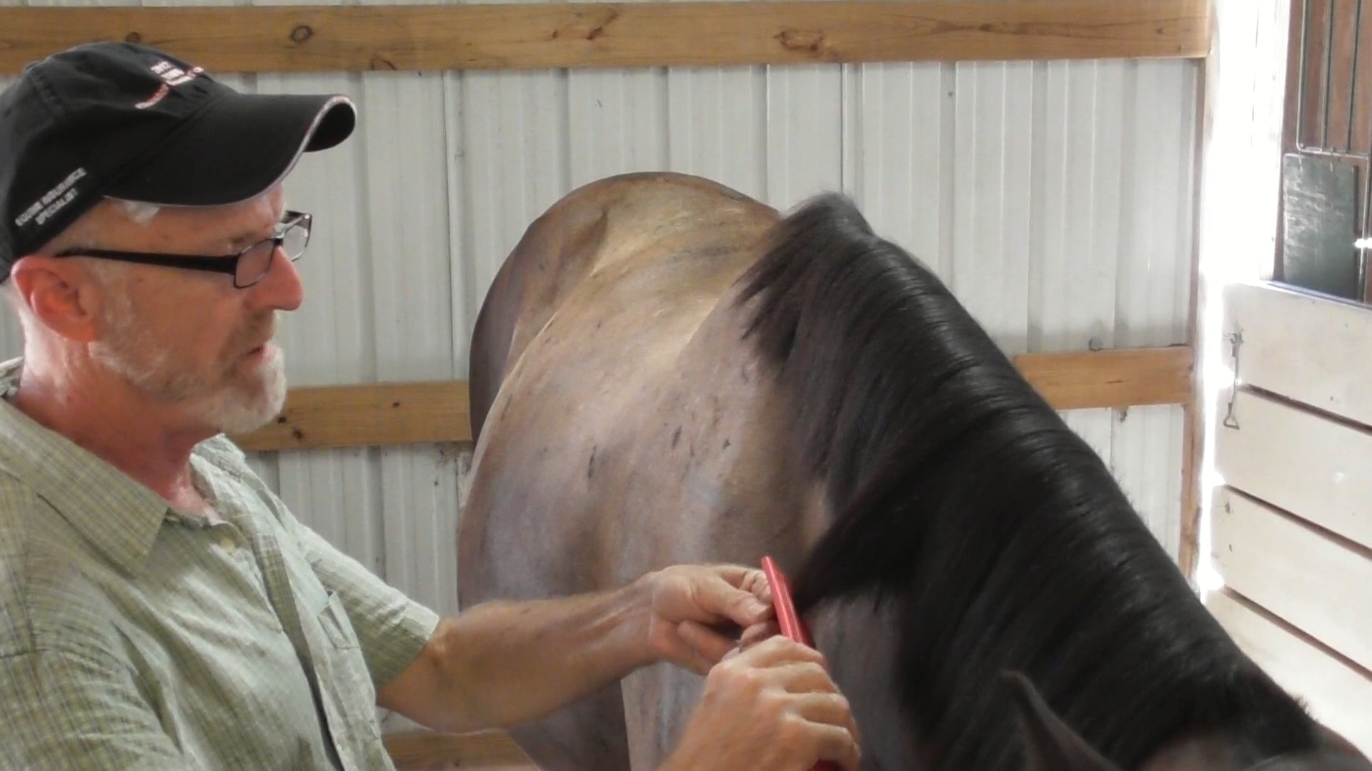 How to Properly Pull a Horse's Mane