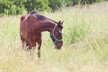 Muscle Atrophy in Horses: Causes, Treatment, and Prevention