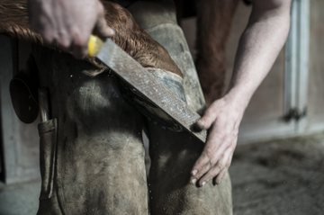 Hoof Maintenance Practices