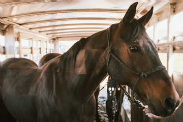 Preventing Colic While Traveling