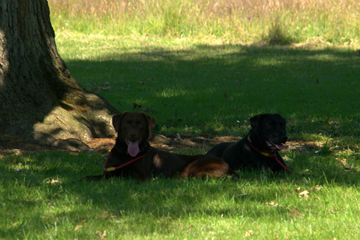 Protecting Your Dog from the Heat