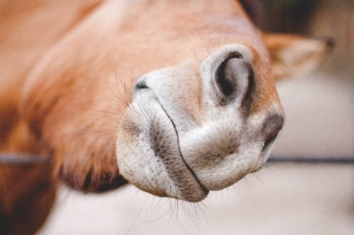 6 Barn Management Tips Dedicated to the Equine Respiratory System