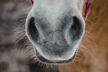 Runny Nose or Something More? How To Tell What’s Normal For Your Horse