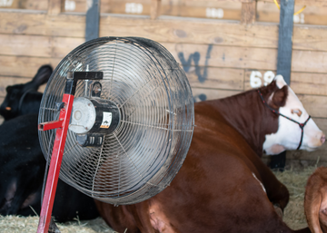 Show Cattle Vaccinations: What’s Needed and When