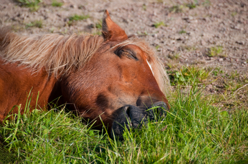 Sleep Deprivation in Horses