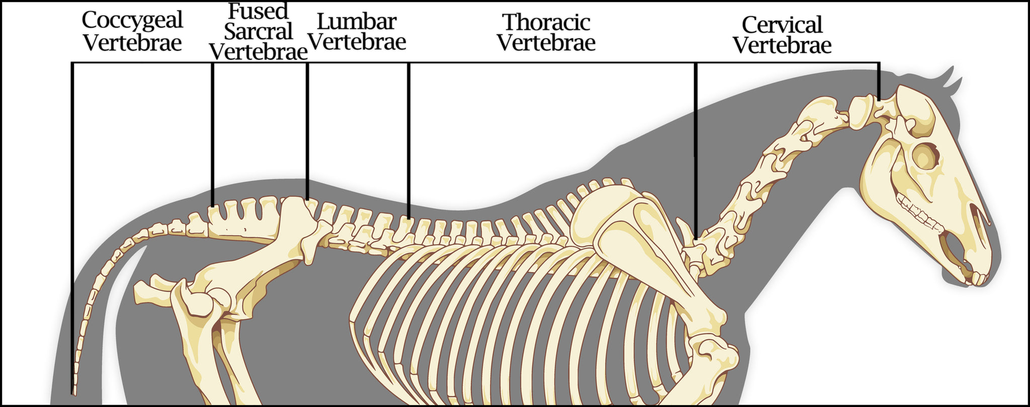 Equine Skeletal Systems: The Horse's Back