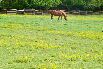 Springtime Fecal Egg Counts