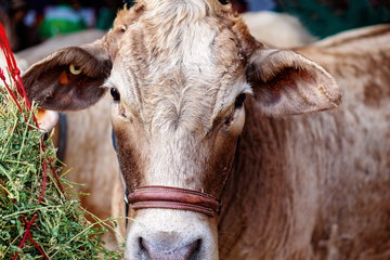 Top Show Beef Cattle Breeds and What Makes Each One Stand Out