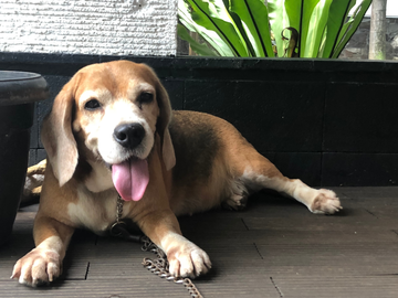 Dog Colic: Symptoms, Causes, and When to Call a Vet