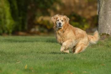 MSM For Dogs: Benefits, Dosage, and When to Use It