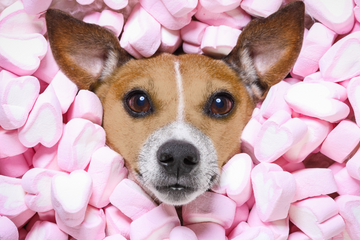 Celebrating Valentine's Day With Your Dog