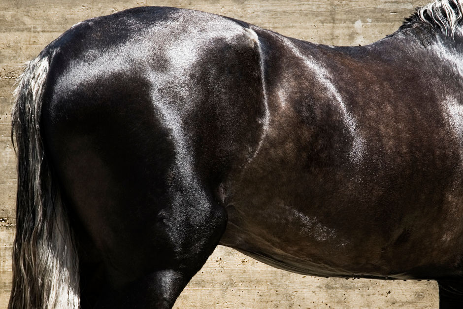 How to Achieve a Shiny Coat Naturally for Your Horse