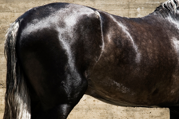 How to Achieve a Shiny Coat Naturally for Your Horse