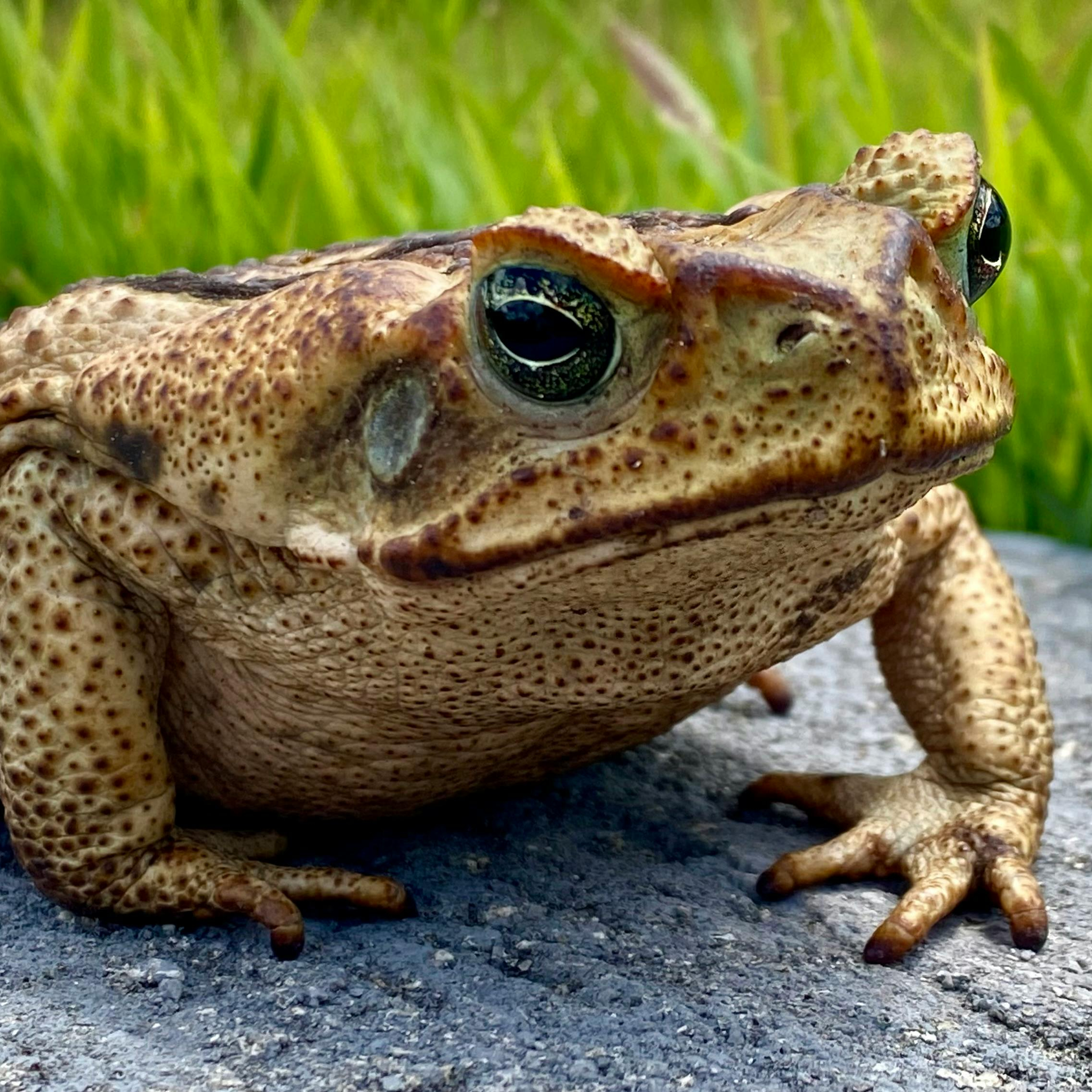 Toad Poisoning in Dogs