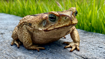 Toad Poisoning in Dogs