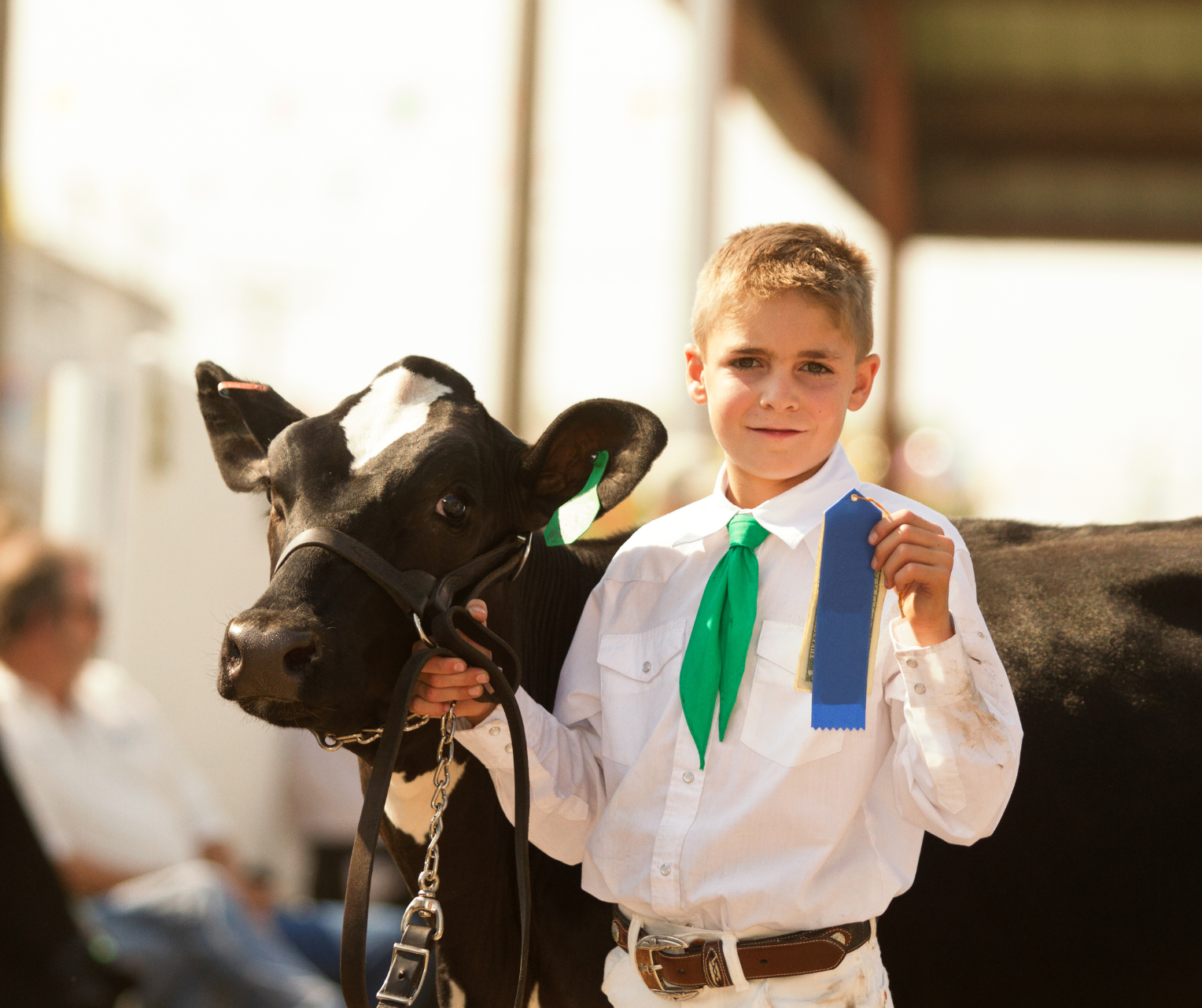 Common Injuries in Show Cattle: Prevention and Treatment