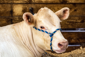 How to Keep Show Cattle Calm and Stress-Free