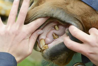 What Are Wolf Teeth?