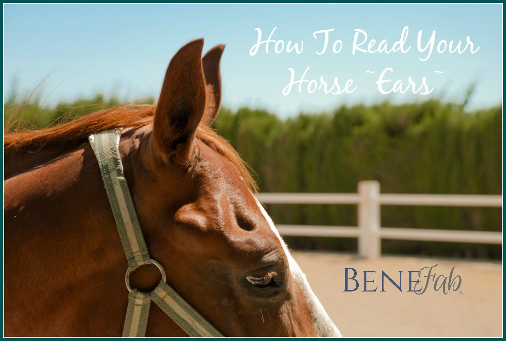How To Read Your Horse - Ears