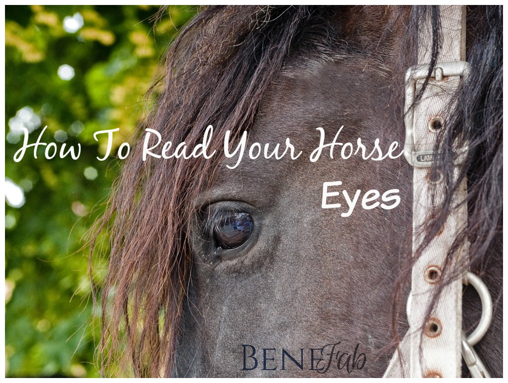 How To Read Your Horse - Eyes