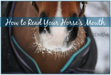 Horse Behavior: How to Read your Horse's Mouth
