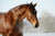 8 Winter Horse Care Mistakes