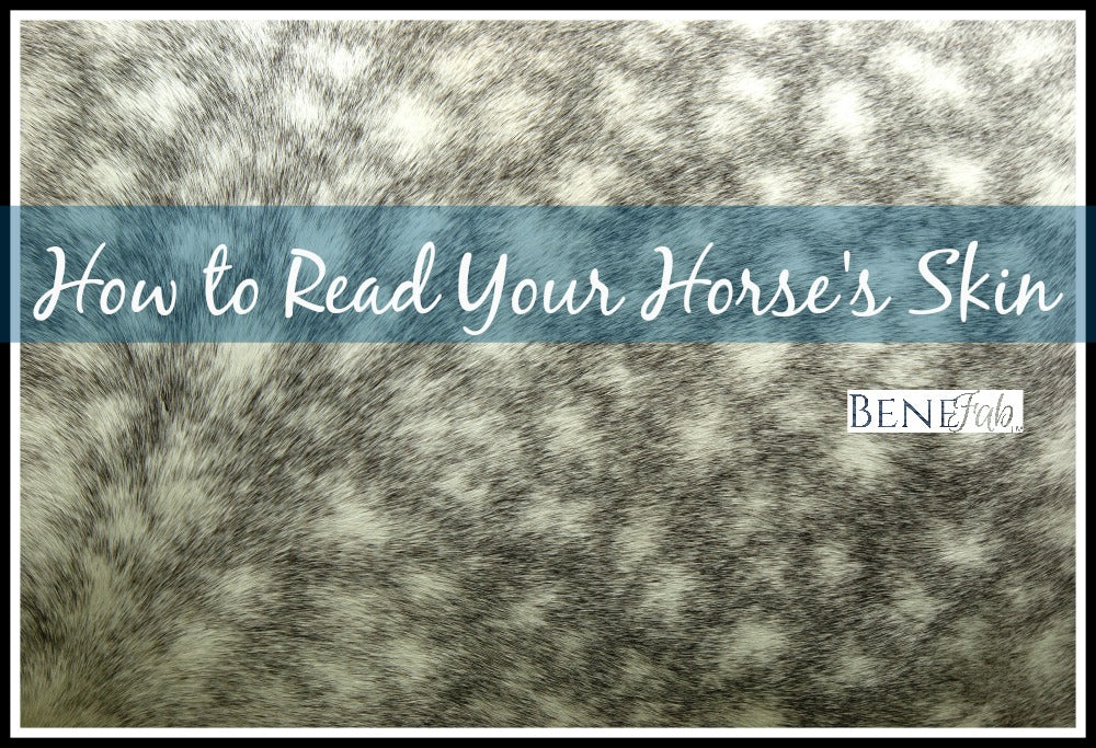 Horse Behavior: How to read your horse's skin