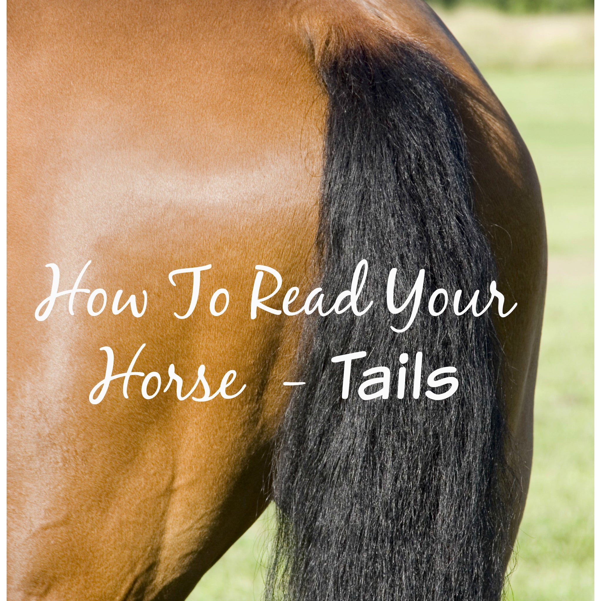 How To Read Your Horse - Tails