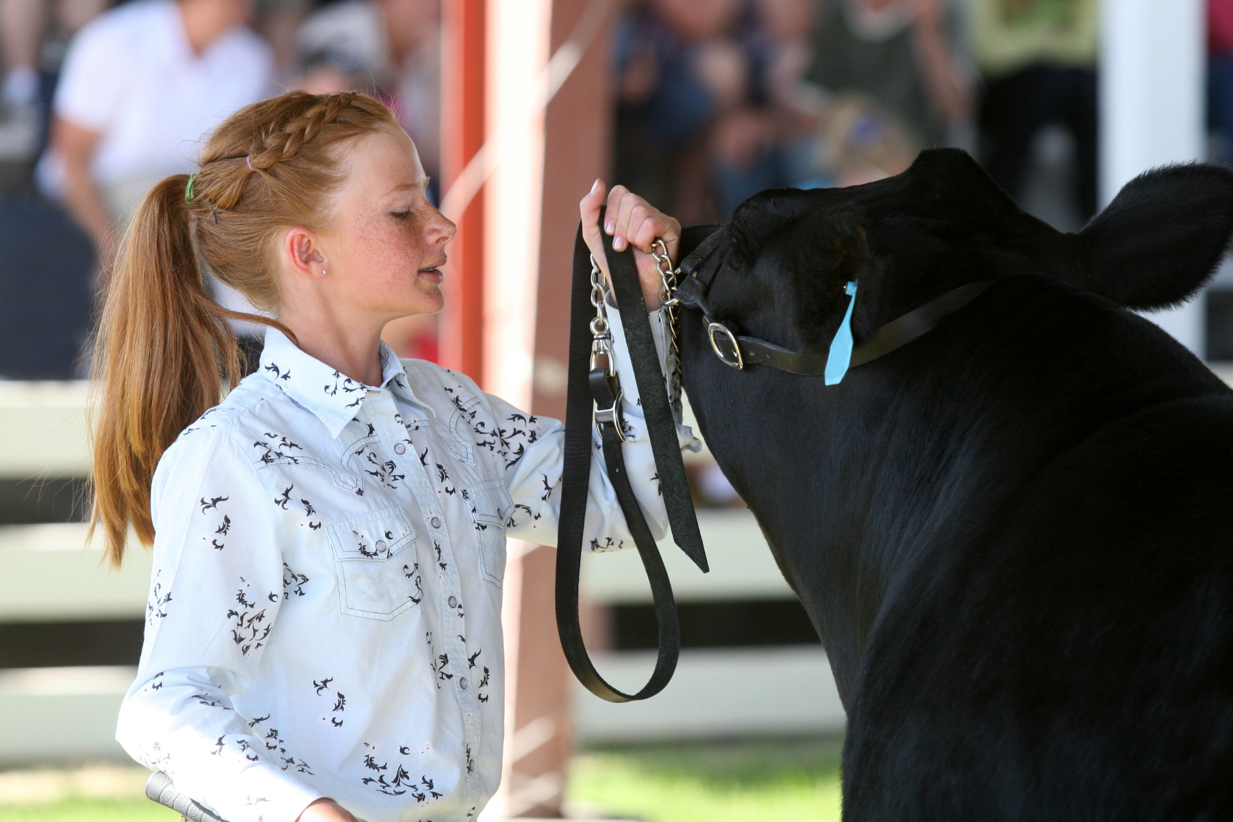 Mastering the Show Ring: Understanding Showing Cattle