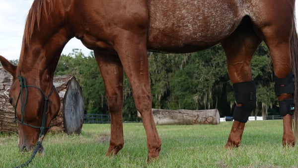 All About Horse Hocks: Care, Hock Fusion, Taking Care of Hocks - Benefab®