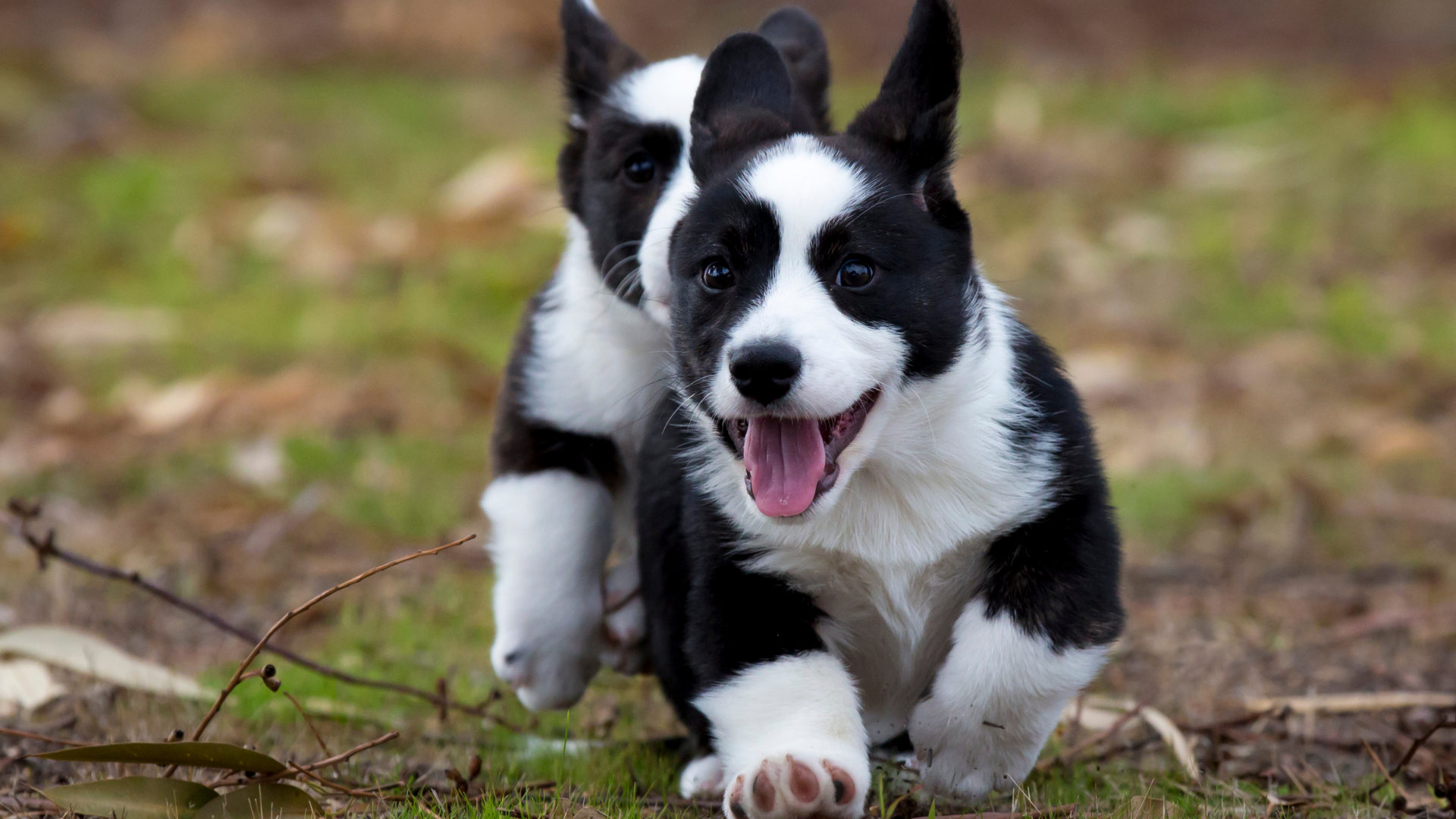 5 Ways to Socialize Your Puppy
