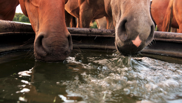 All about Electrolytes for Horses