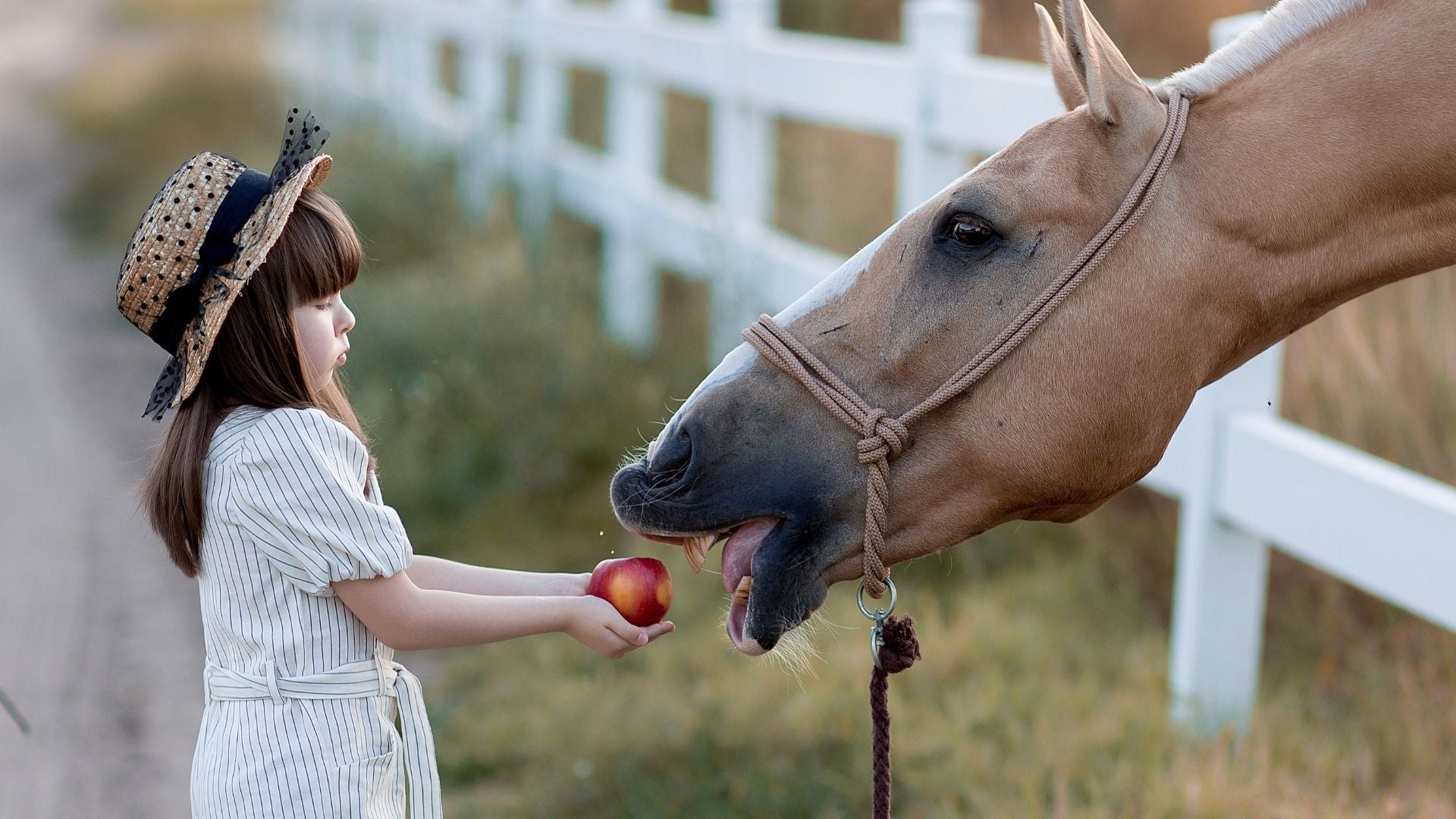 Tips for Feeding Horses in the Fall