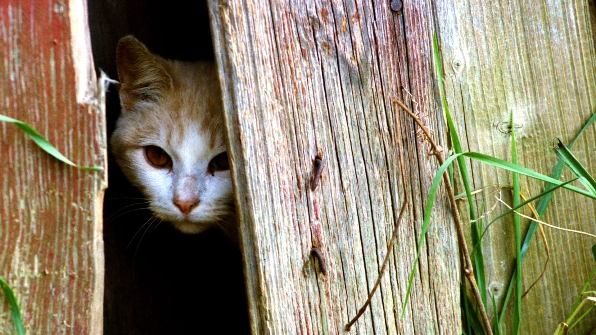 Feral Cats: How to Manage Them & Barn Rescue Programs