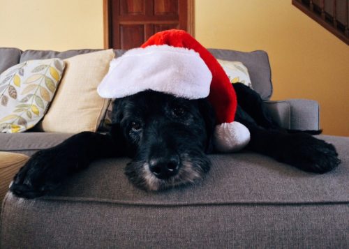 Christmas Gift Guide For Your Dog