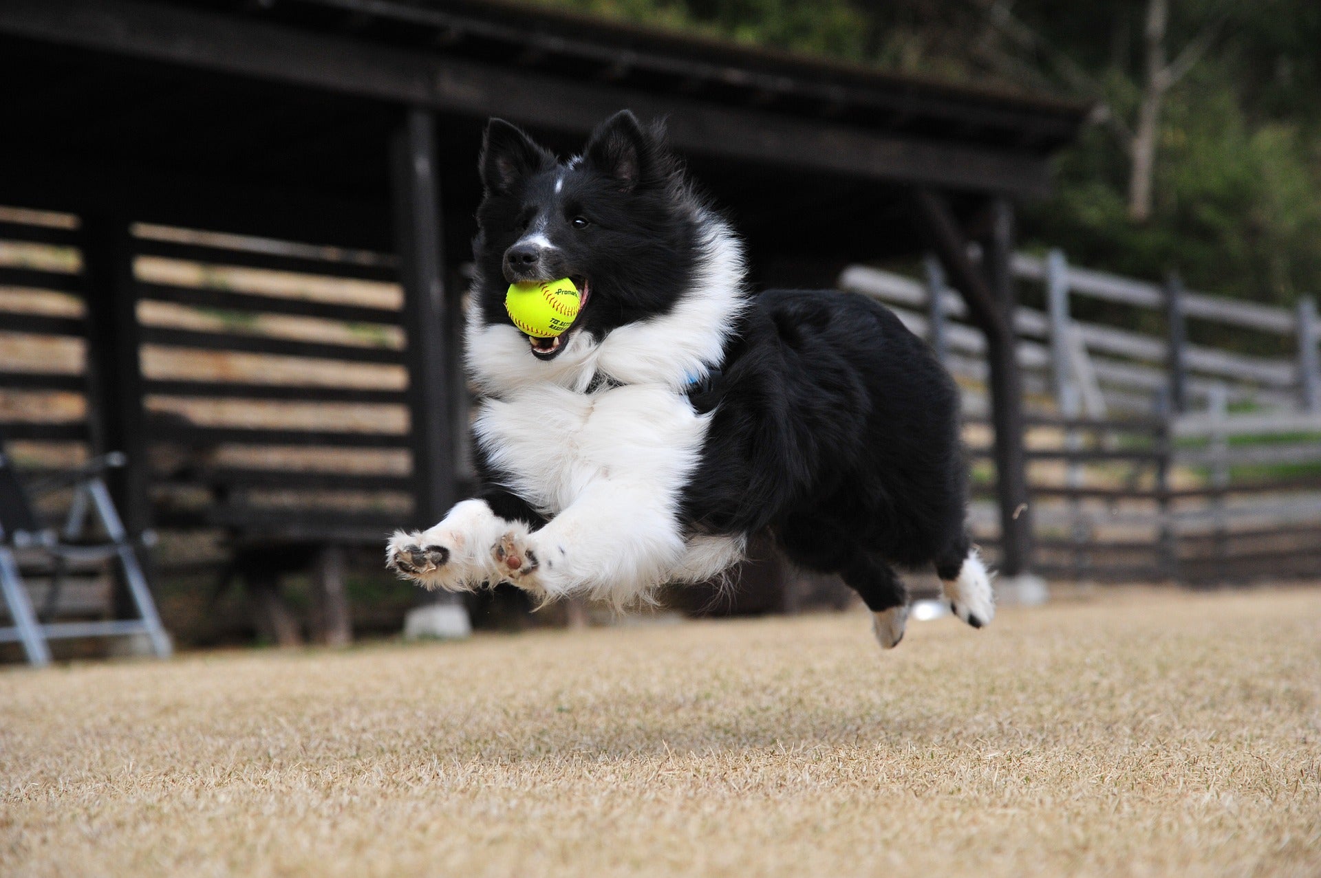 Dog Sport Spotlight: Flyball