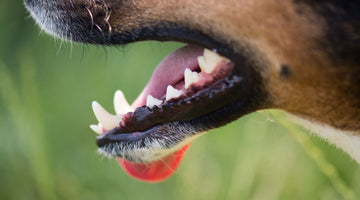 Teeth Cleaning Tips for your Dog