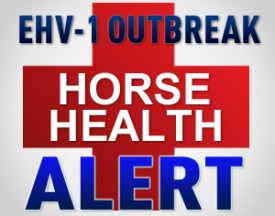 What You Need To Know About EHV-1