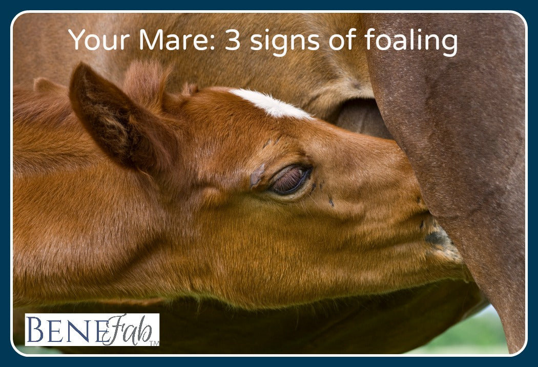 Your Mare:  3 Signs of Foaling