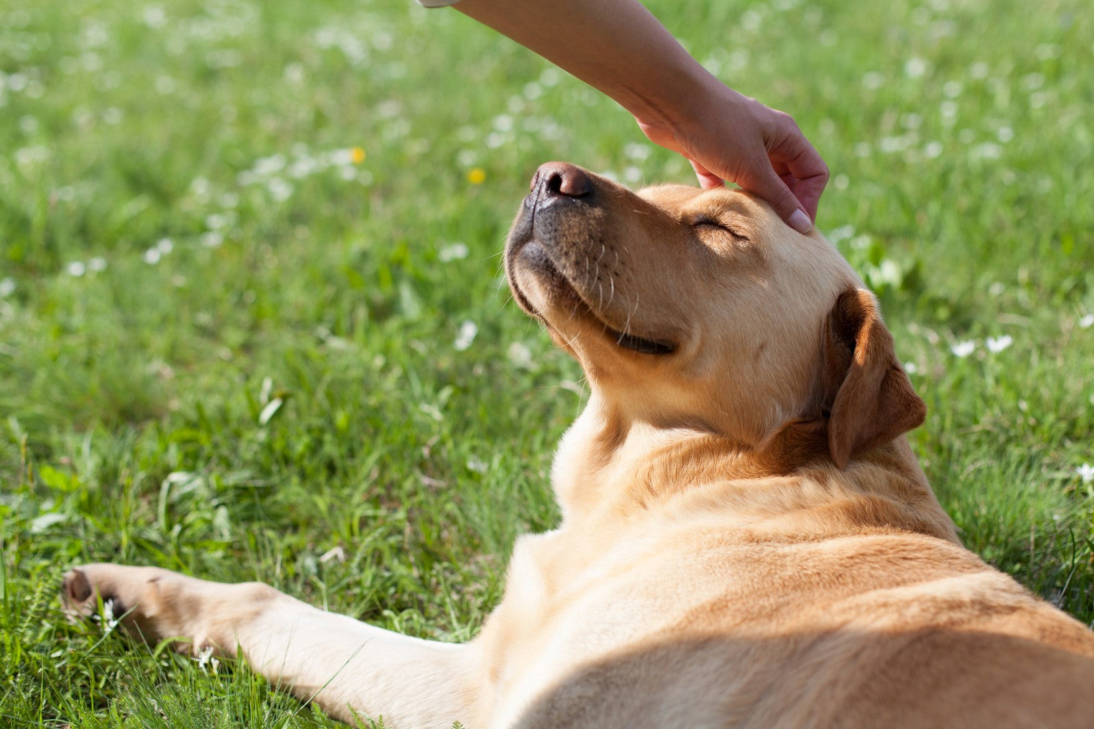 10 Signs your Dog is Truly Happy