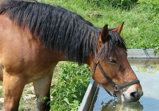 3 Ways to Keep Your Horse Hydrated