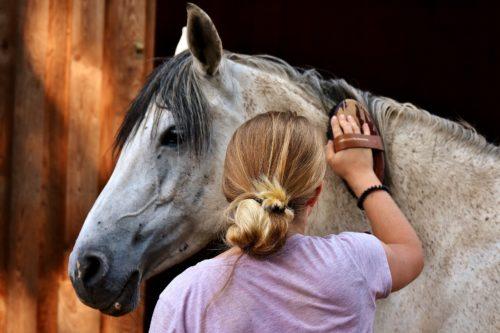 Ways to help your Horse Shed out for Spring