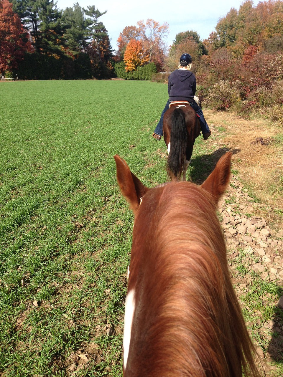 Going from Show Horse to Trail Horse Safely