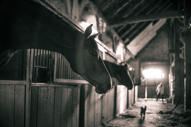 5 Things to Look For in a Horse Boarding Facility