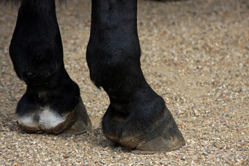 Pastern Dermatitis Signs and Treatment