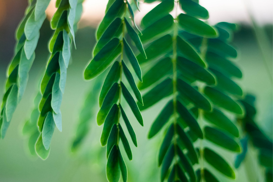 Moringa Plants: The Tree of Life