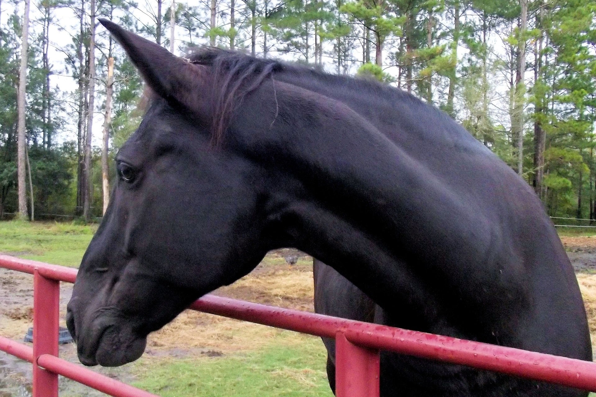 Breed Spotlight: Tennessee Walking Horse