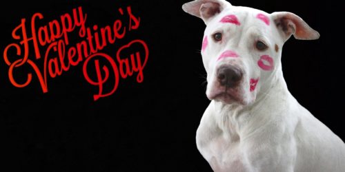 Pampering your Dog's for Valentine's Day