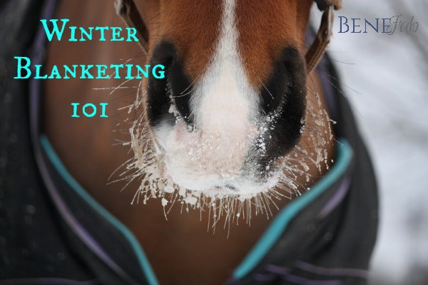 Tips for Managing Your Horse's Winter Coat - Benefab®