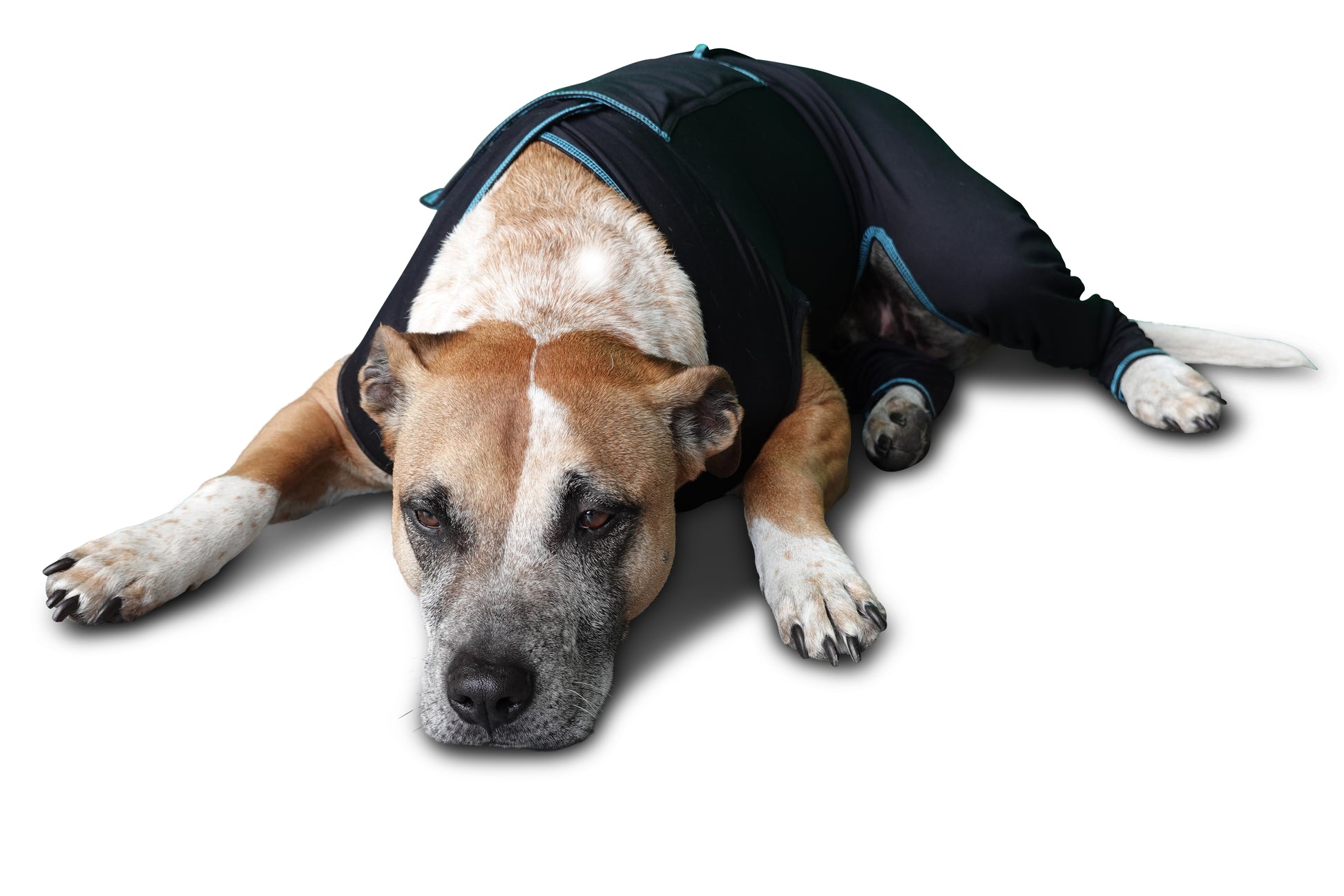 Comfort Compression Comfort Zone Calming Dog Vest RC Pets At Ease